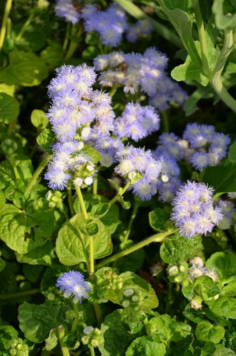 Ageratum houstonianum 'Bavaria'